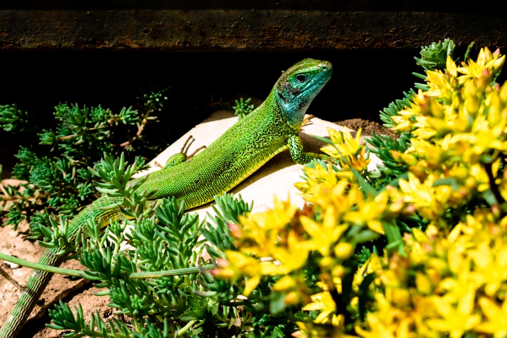 a green lizard sitting on top of a rock