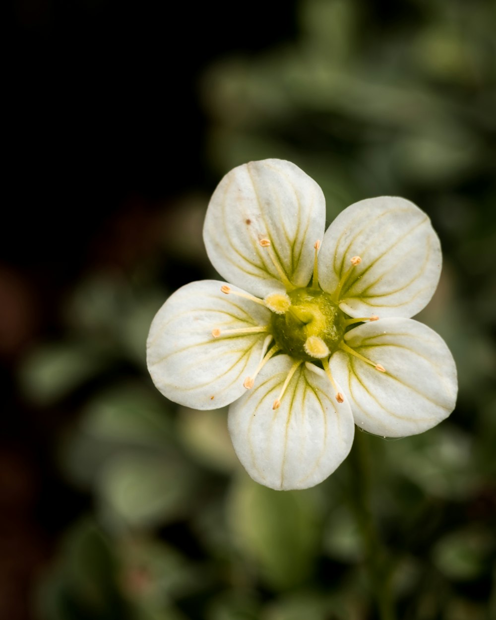 a close up of a white flower with a green center