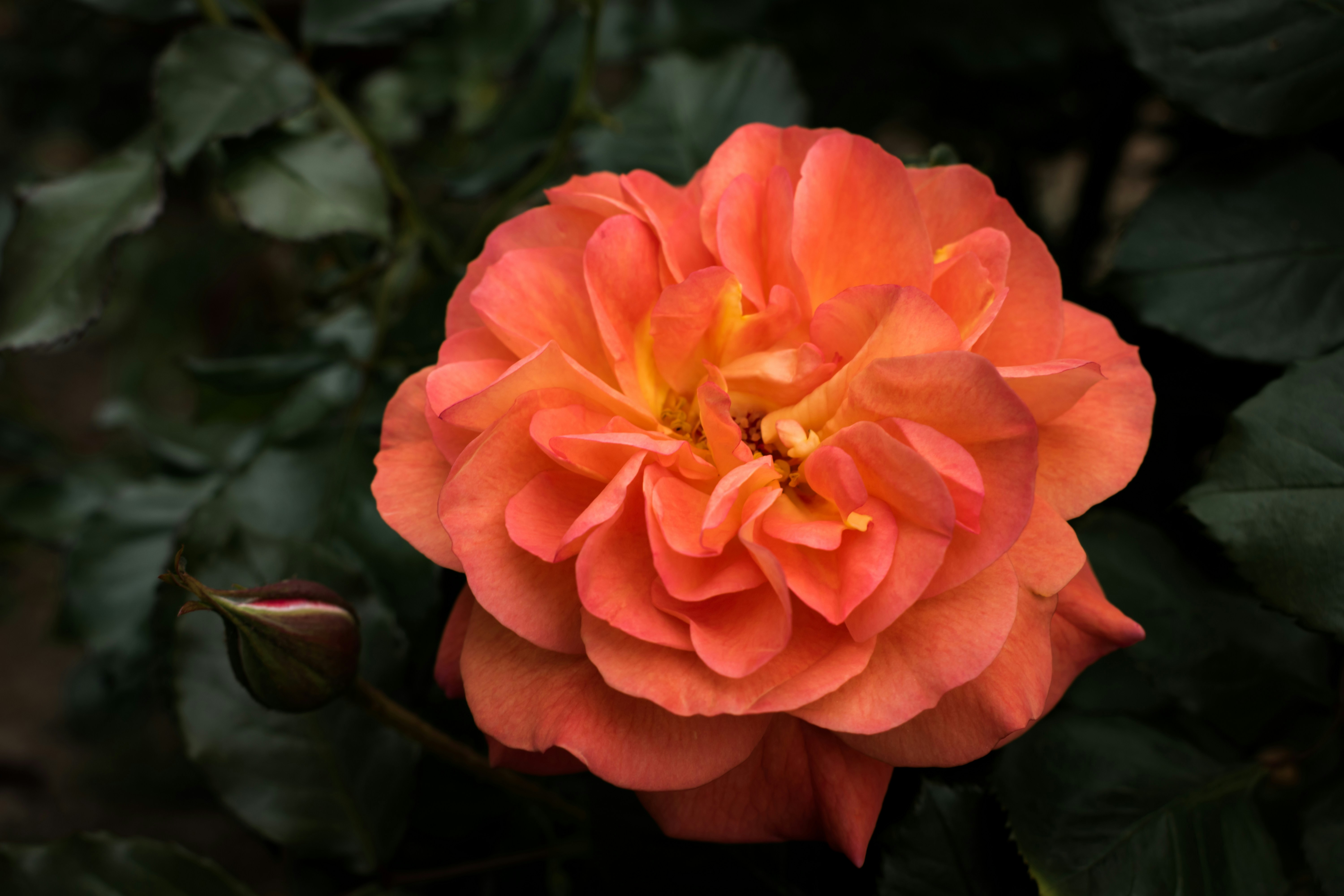 Photo by niki_emmert