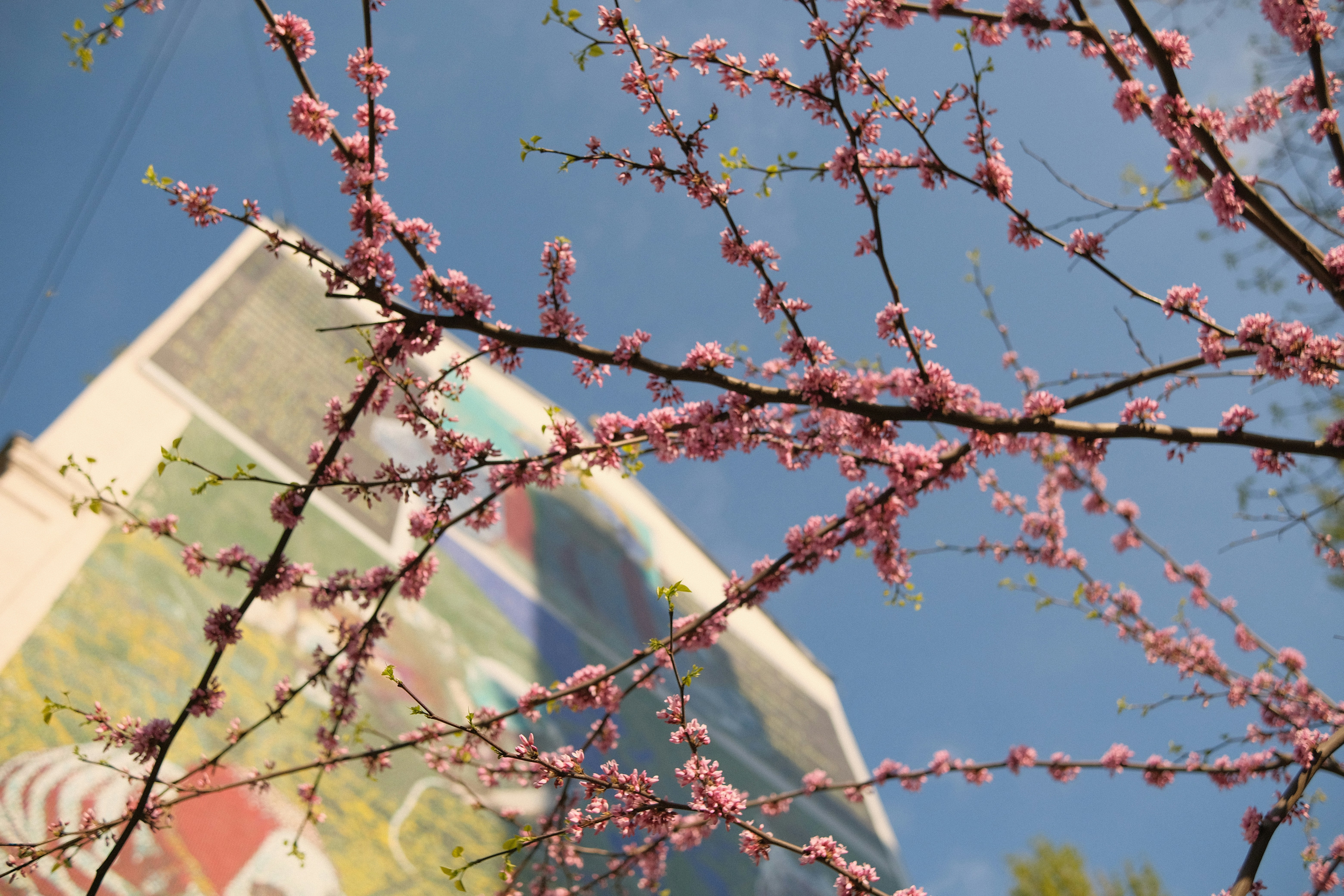a tree with pink flowers in front of a building