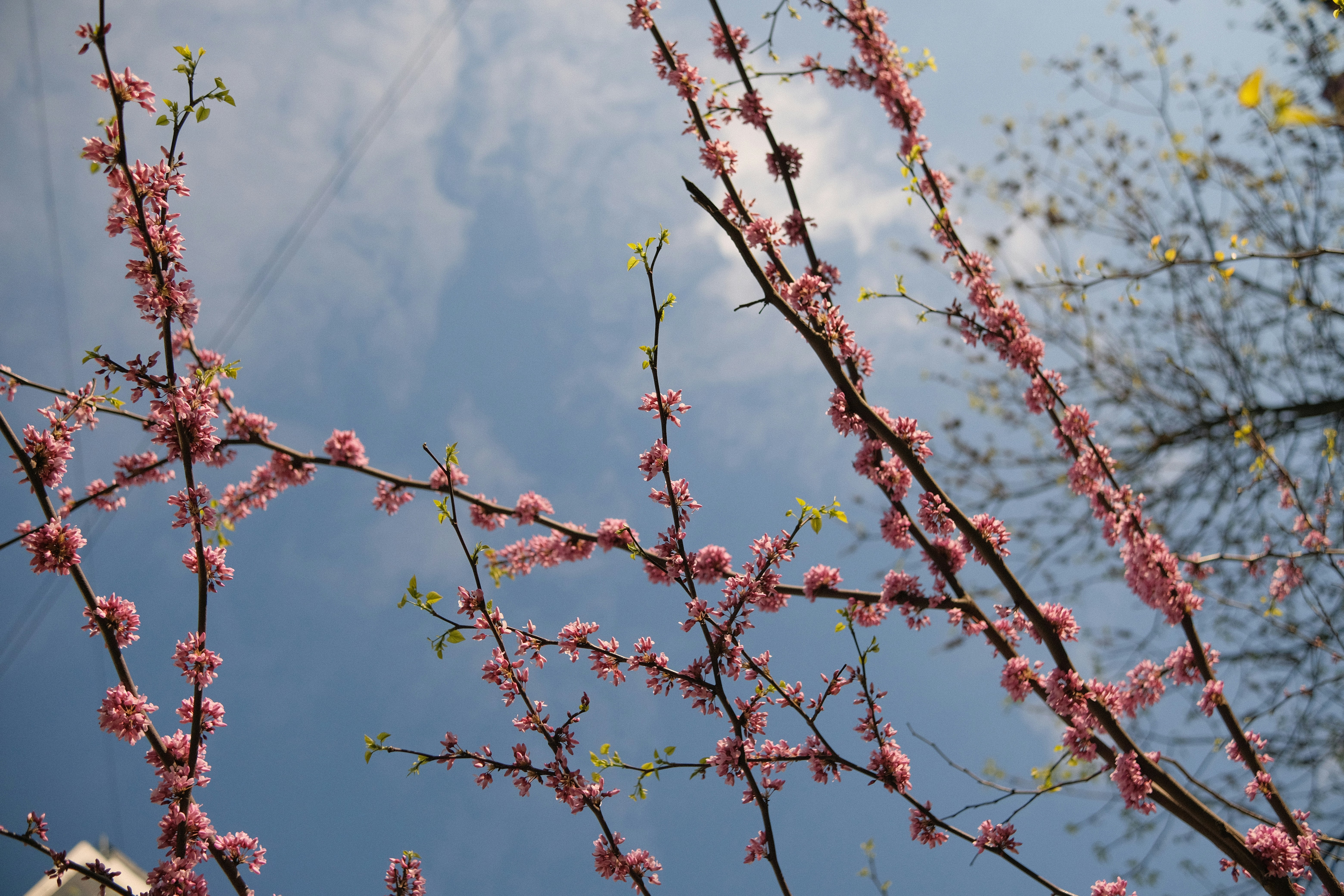 a tree with pink flowers in the foreground and a blue sky in the background