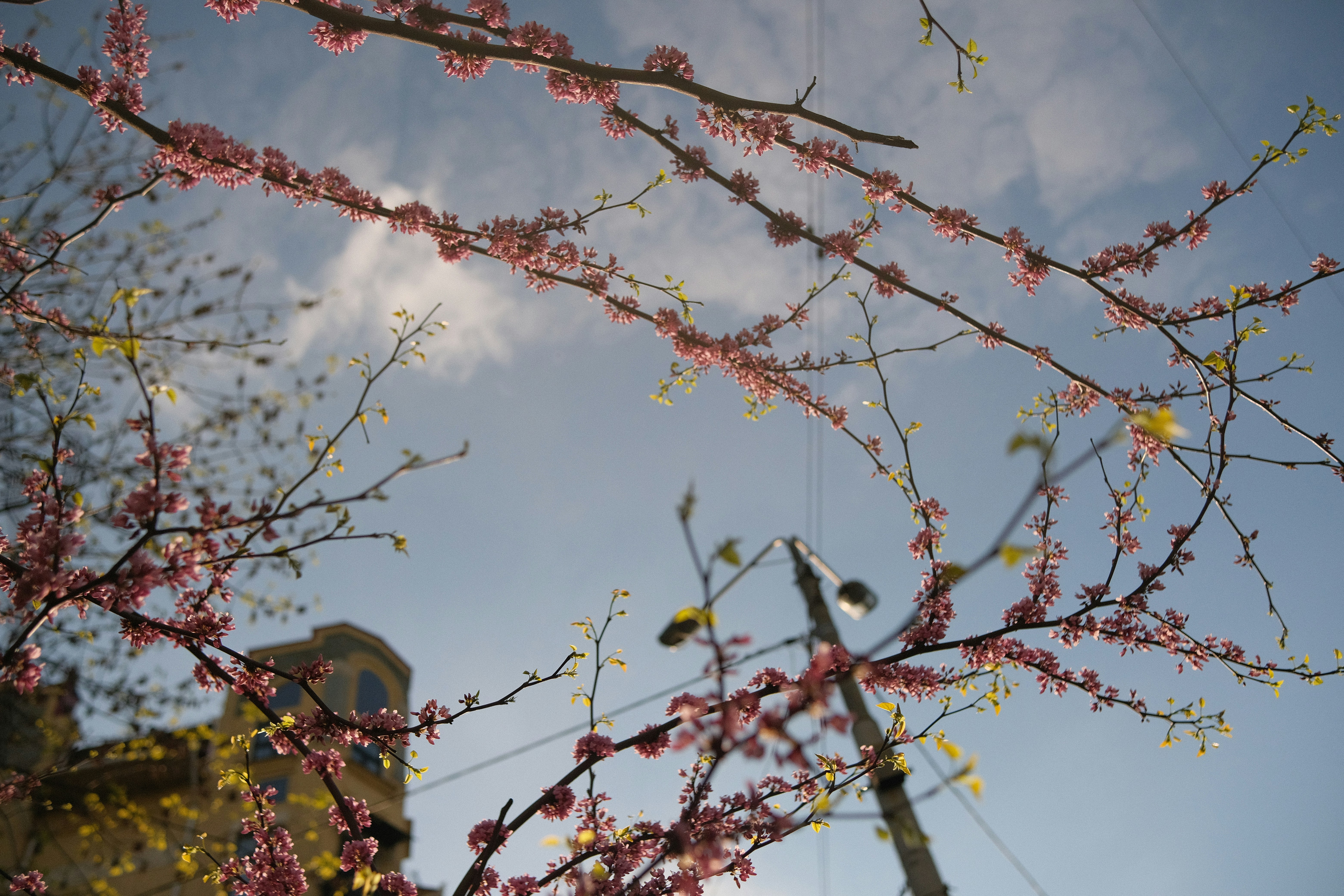 a tree with pink flowers in front of a building
