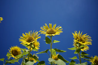 Bright yellow sunflowers standing tall against a clear blue sky on a sunny day