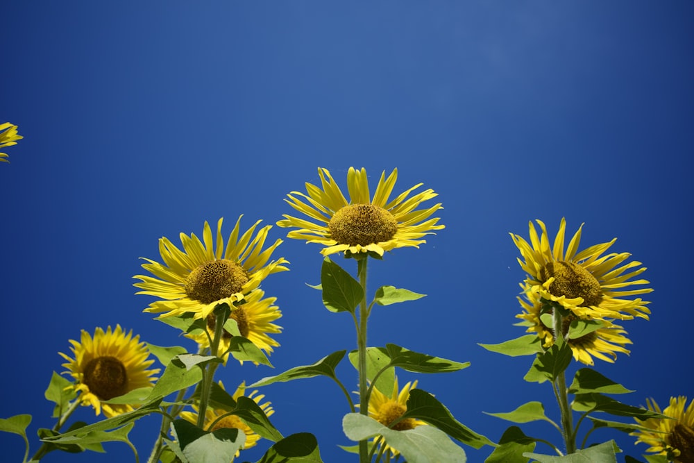 a group of yellow sunflowers against a blue sky