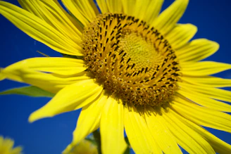 A close-up of a bright sunflower standing tall against a clear blue sky, showcasing its textured petals and vibrant seeds.