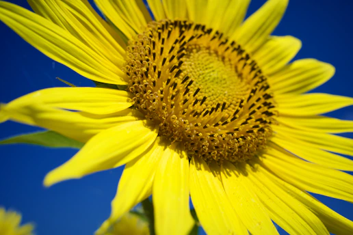 A close-up of a bright sunflower standing tall against a clear blue sky, showcasing its textured petals and vibrant seeds.