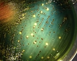 A petri dish filled with a greenish medium featuring numerous colonies of bacteria that range in color from yellow to brown. The colonies are circular and vary in size, with some concentrated more heavily in certain areas, indicating possible growth patterns or reactions. The surface has a glossy, wet appearance, suggesting it is freshly cultivated.