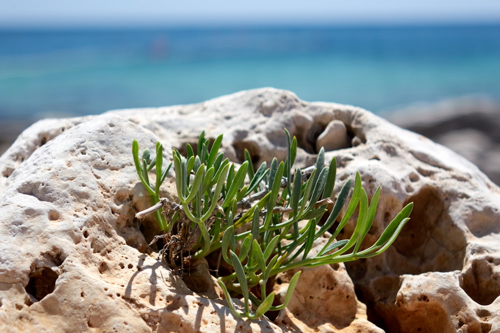 a plant growing out of a rock on the beach