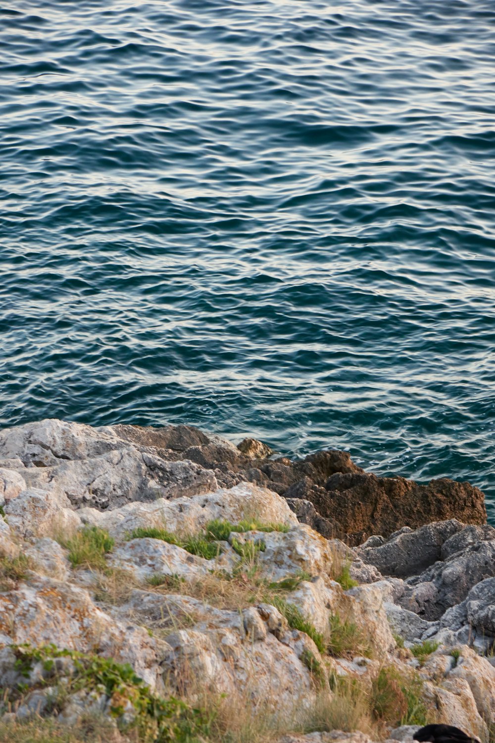 a bird sitting on a rock near the water