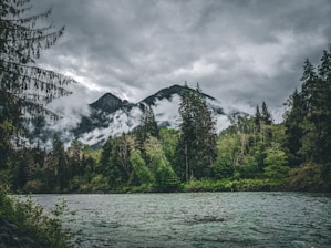 A serene mountain landscape with a group of gorillas in a misty forest.