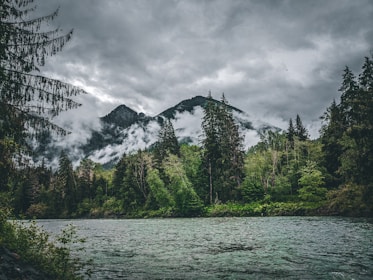 A serene mountain landscape with a group of gorillas in a misty forest.