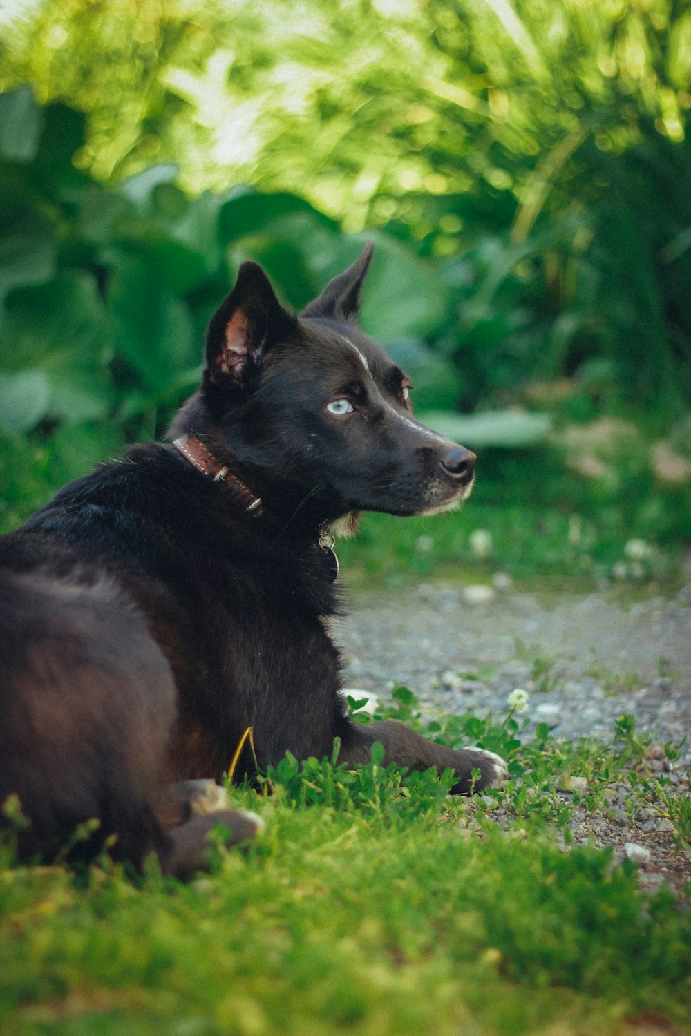 a black dog laying on top of a lush green field