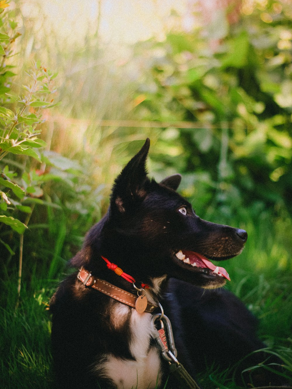 a black and white dog laying in the grass