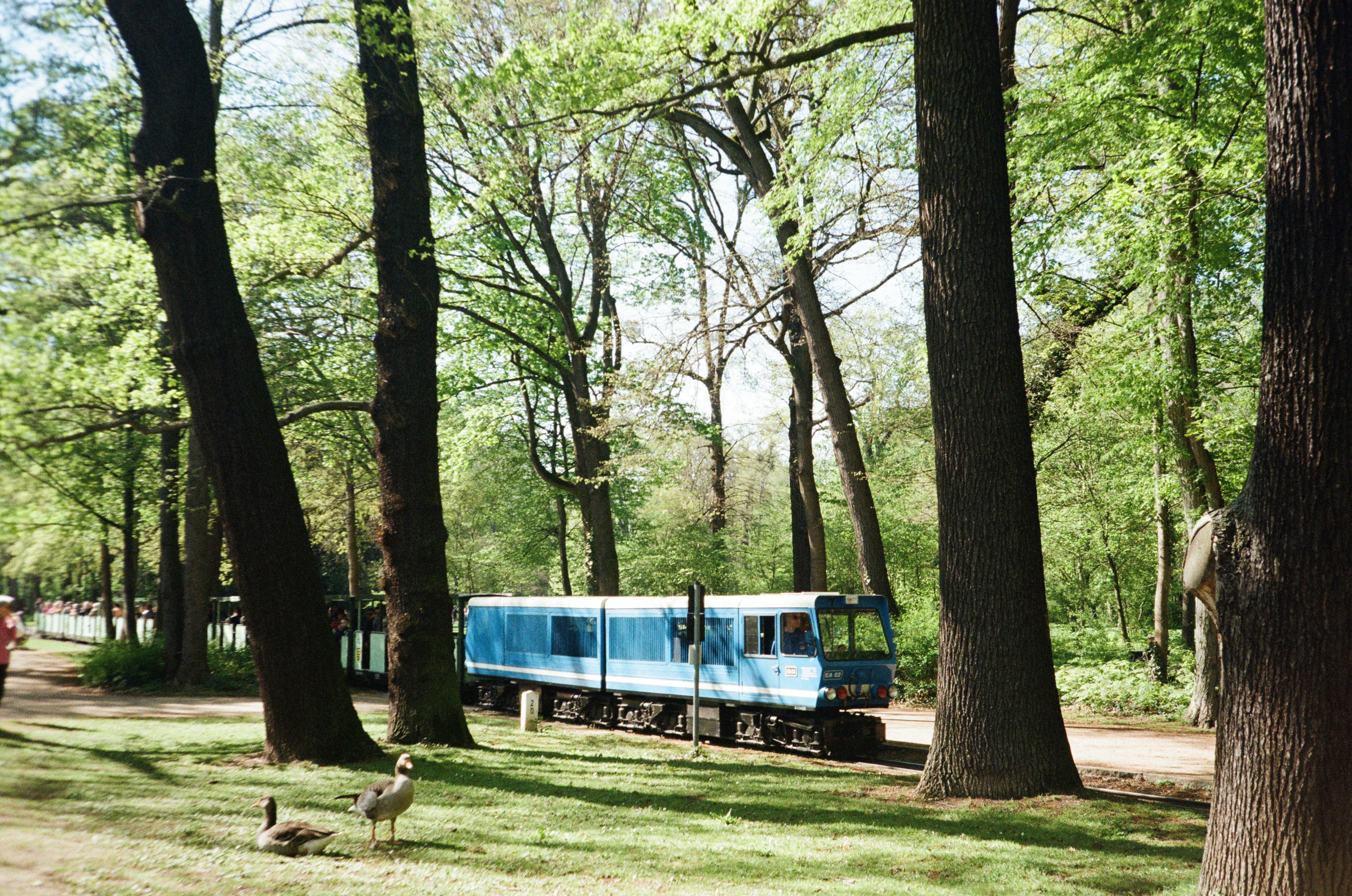 a blue train traveling through a forest filled with trees