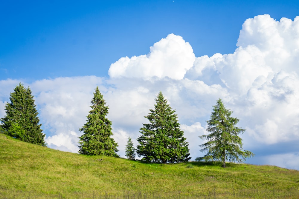 a group of trees on a grassy hill