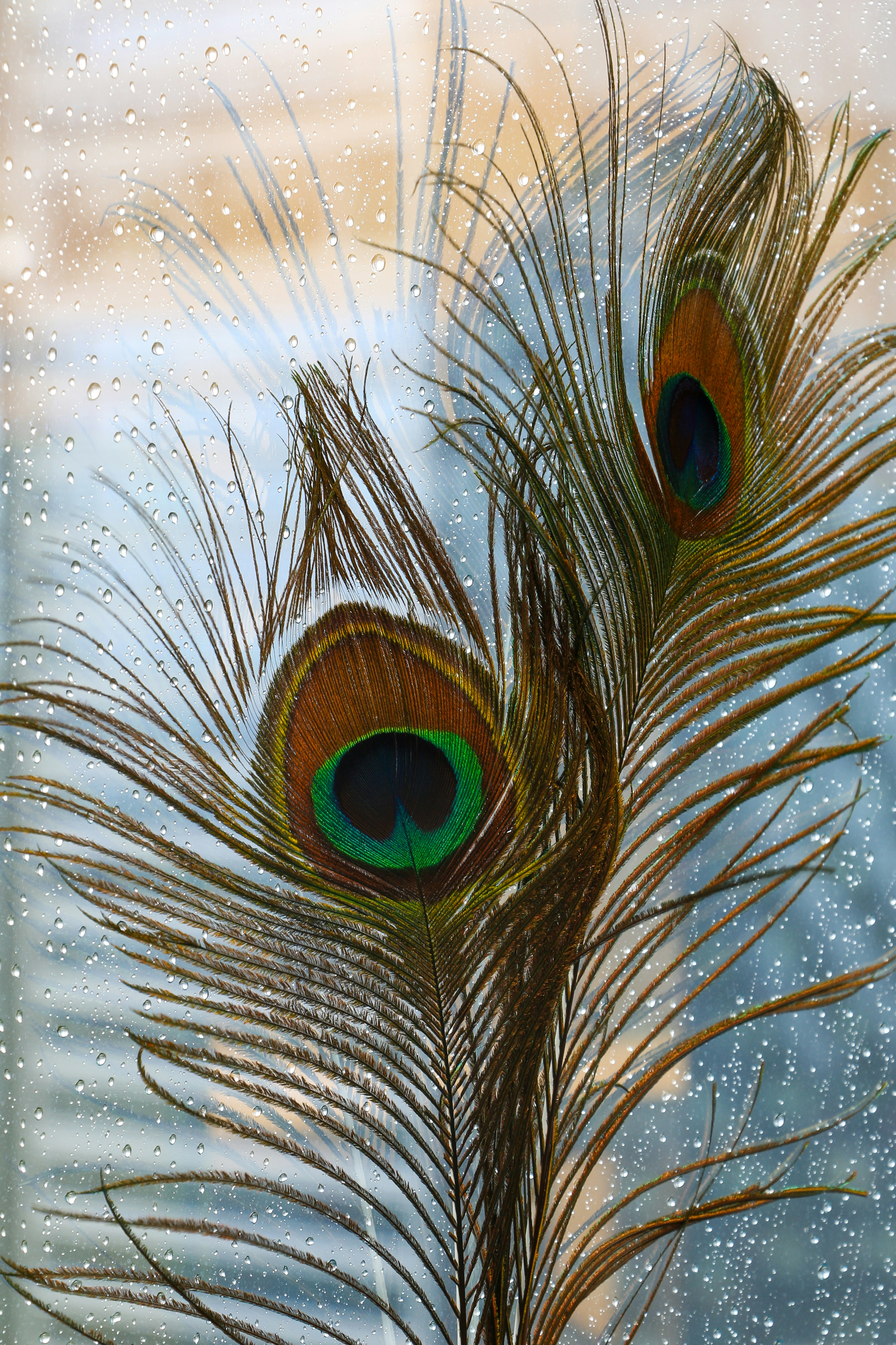 a couple of peacock feathers sitting on top of a window