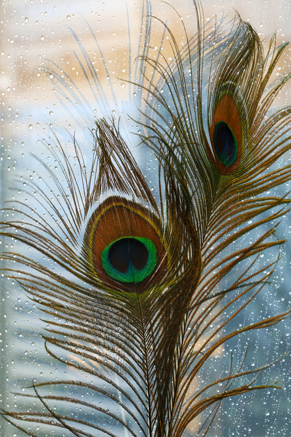 Un par de plumas de pavo real sentadas encima de una ventana