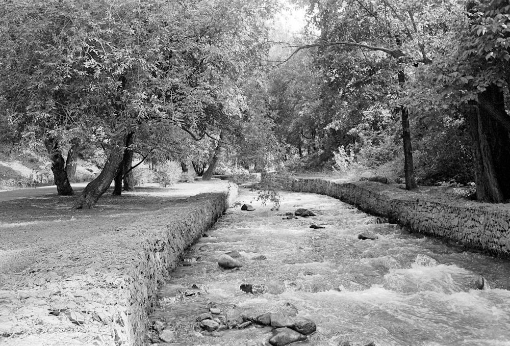 a river running through a forest filled with trees