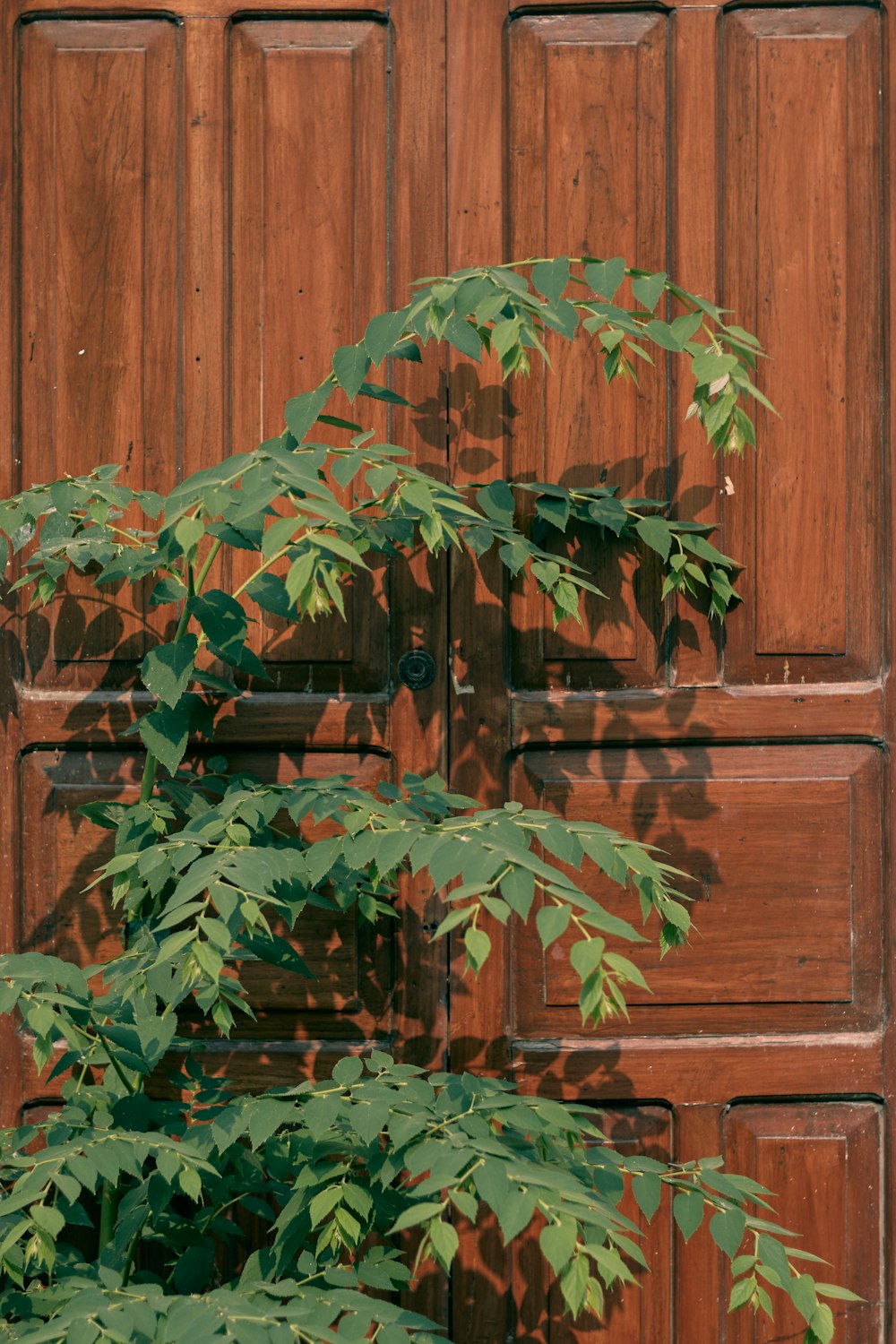 una porta di legno con una pianta che cresce da essa