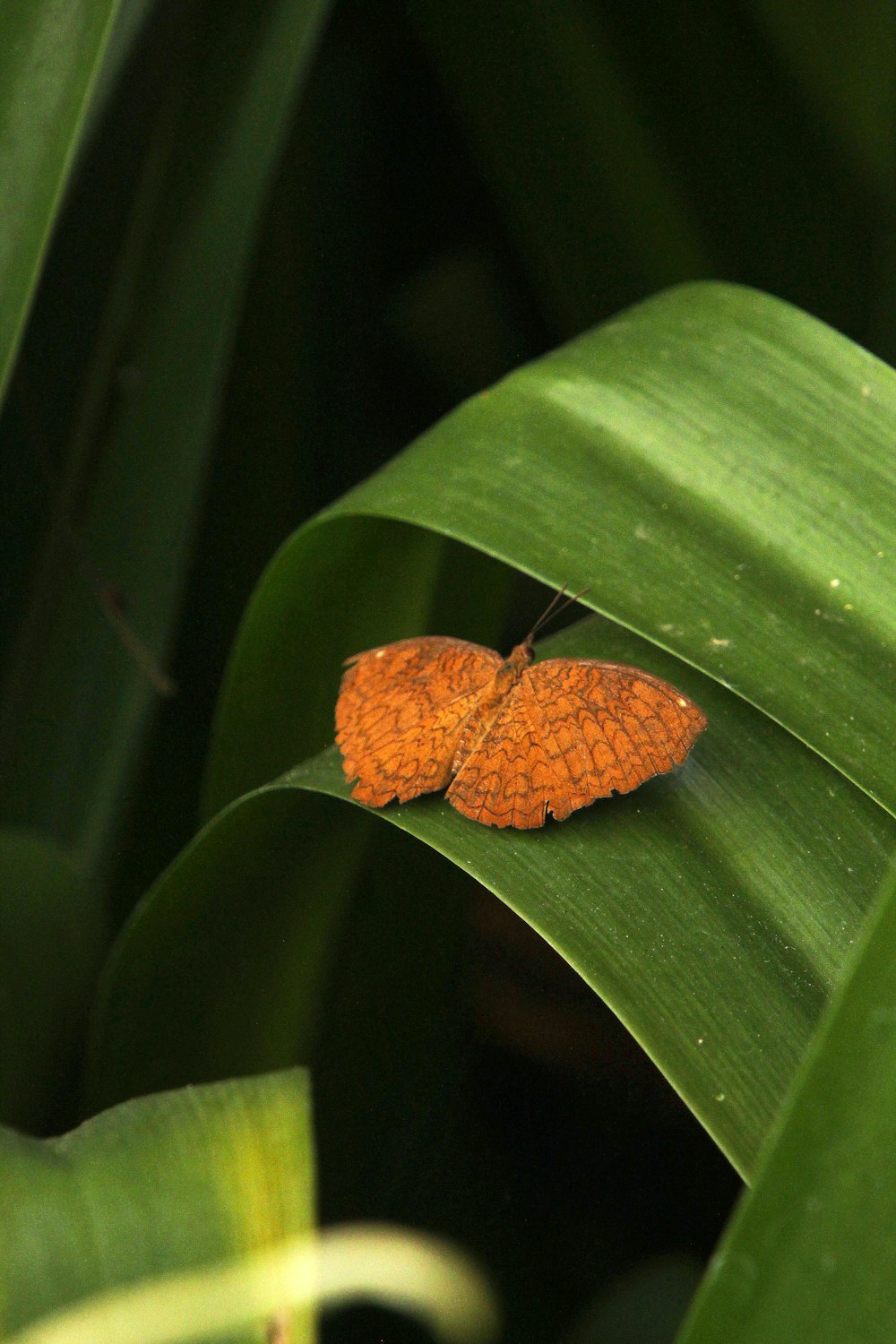 a small orange butterfly sitting on top of a green leaf