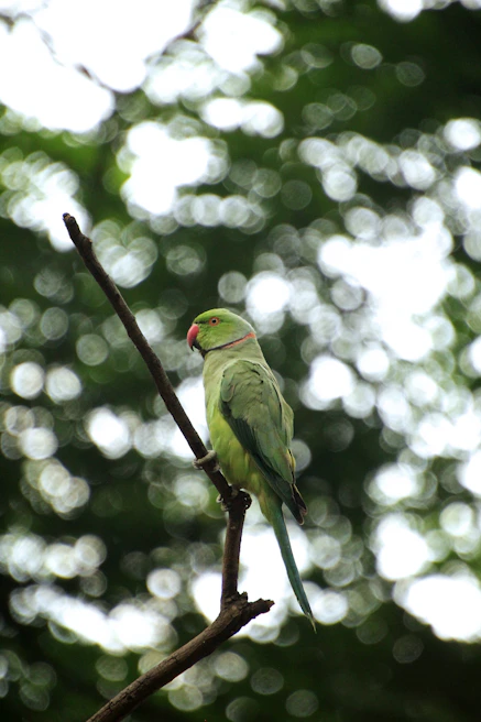 A vibrant parrot perched on a branch with the echosafari app visible on a smartphone in the foreground.