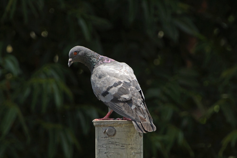 a pigeon sitting on top of a wooden post
