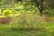 A cluster of spiky, thin-leaved plants situated in a lush, green garden. The background features mature trees and dense foliage, creating a serene and natural environment. The ground is covered with a vibrant green grass and there are patches of dried leaves.