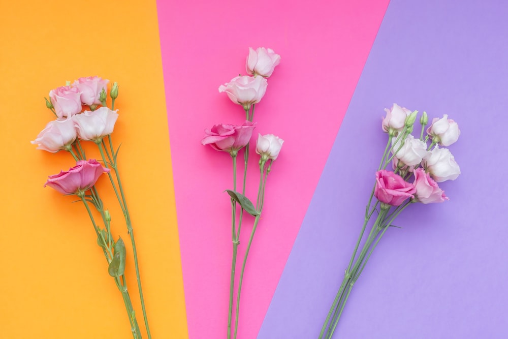 three different colors of flowers on a multicolored background