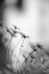 Soft, flowing imagery of blooming flowers representing feminine energy and renewal.