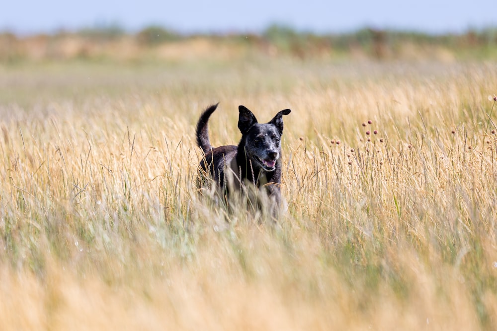 Un perro corriendo por un campo de hierba alta