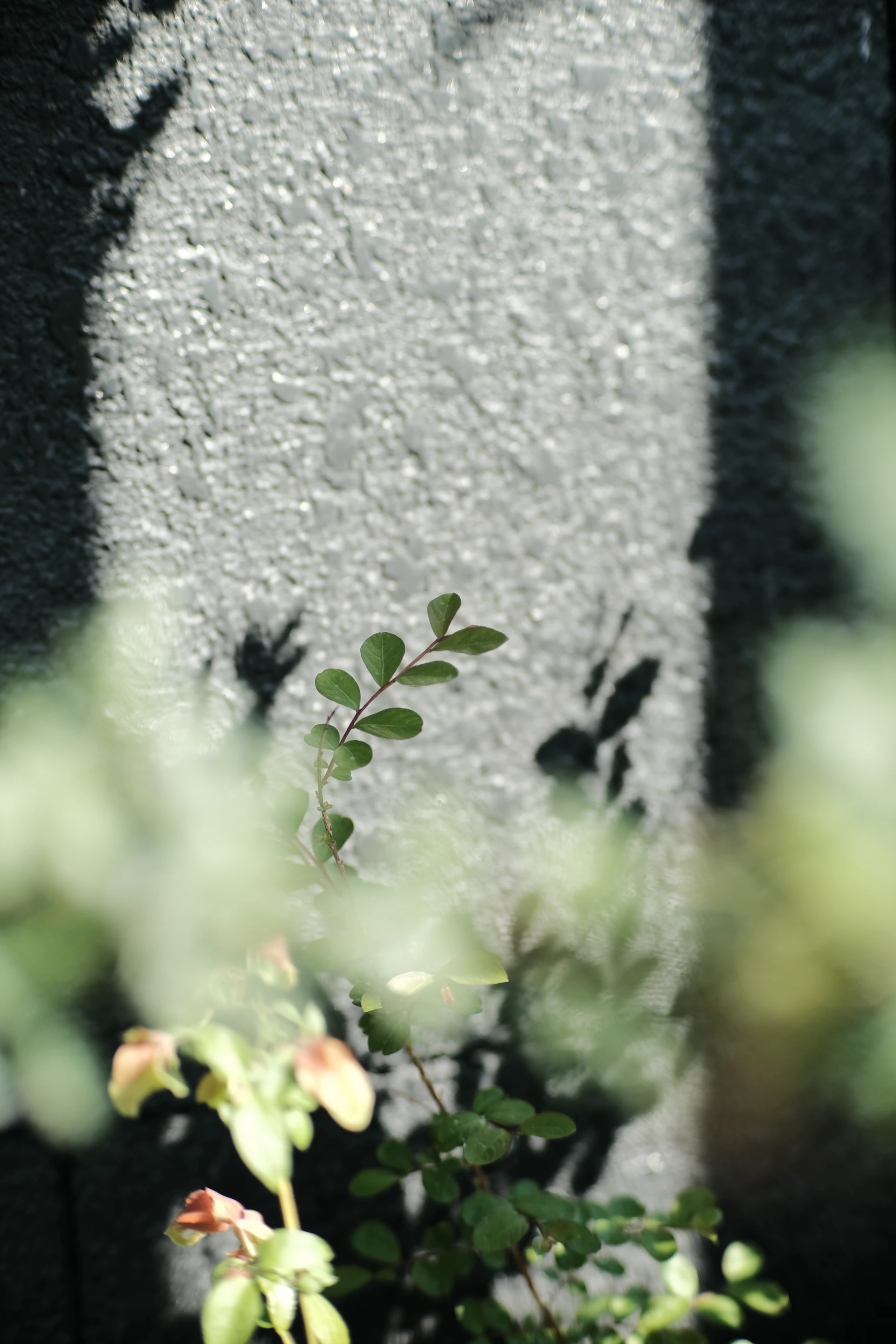 the shadow of a plant on a wall