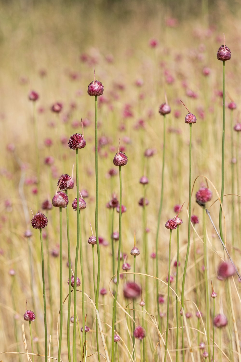 a bunch of flowers that are in the grass