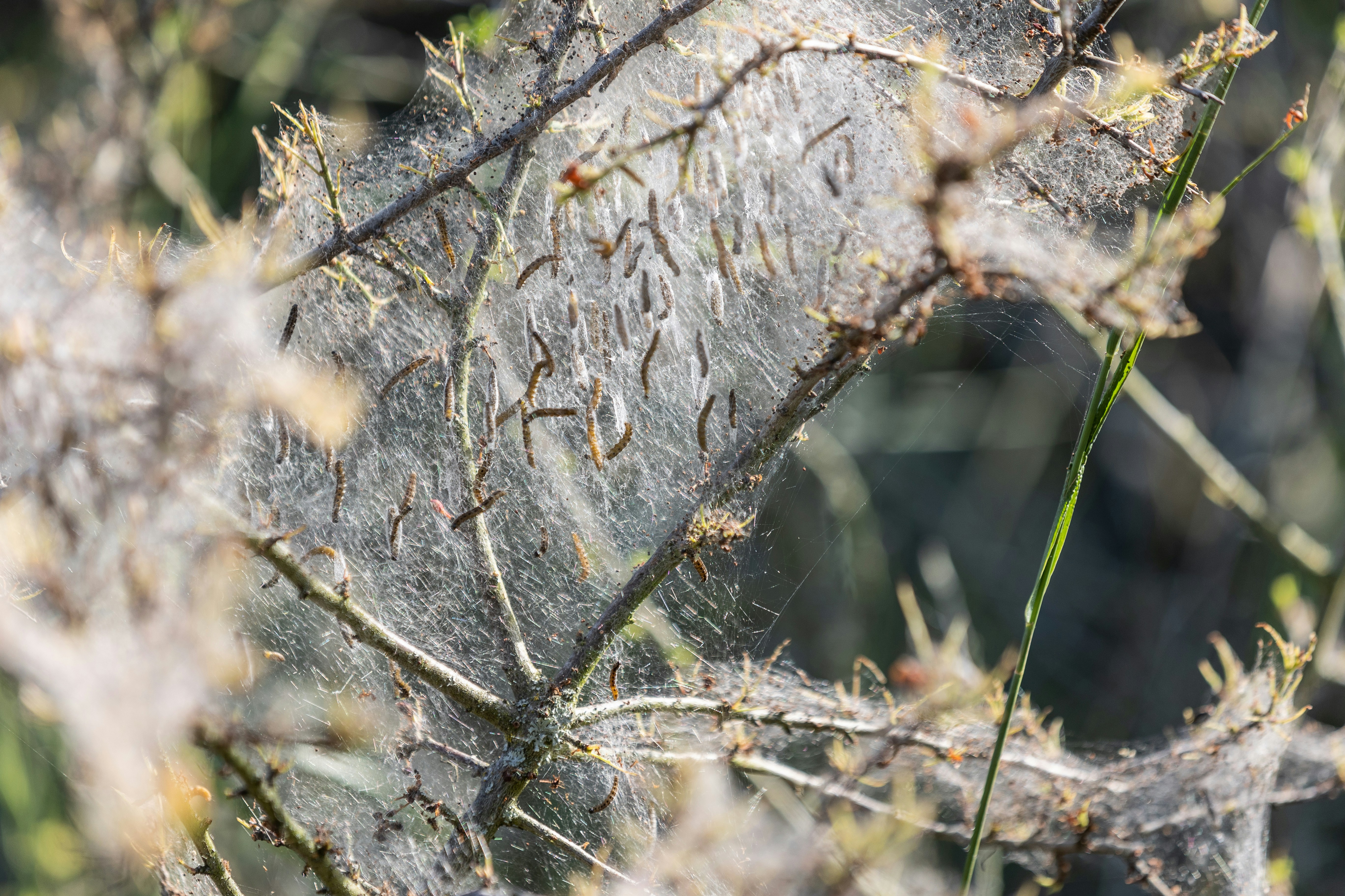 una tela de araña en la rama de un árbol en un bosque