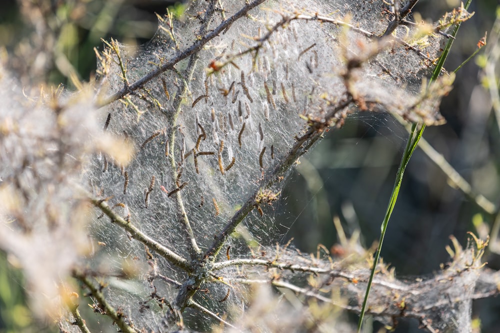 a spider web on a tree branch in a forest