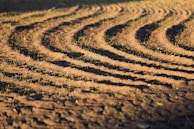 Rows of vibrant carrots and beets growing steadily under a soft morning light.