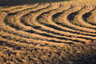 Sunlit garden bed prepared with neat rows ready for planting seedlings.