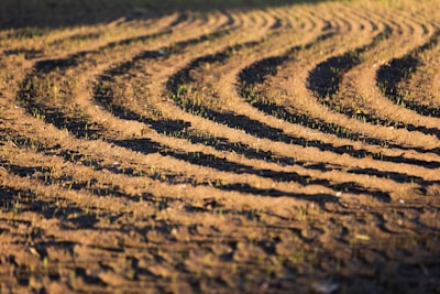 A prepared farmland at sunrise with freshly tilled soil ready for planting.