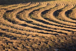 Rows of root crops growing steadily under soft morning light.