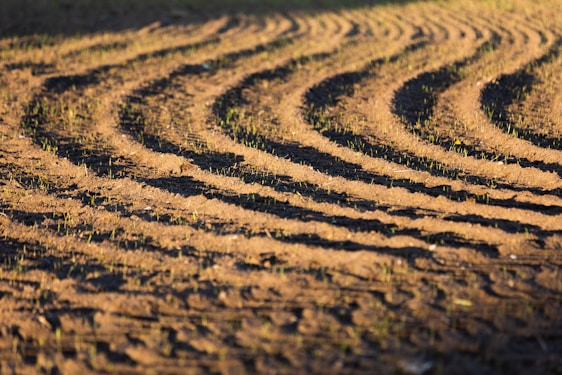 A sunlit early morning view of freshly tilled soil and the first wooden framework of a homestead cabin.