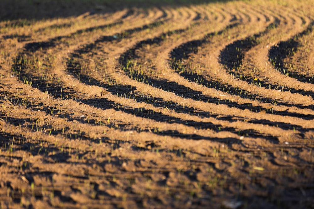 a plowed field is shown with a zebra in the distance