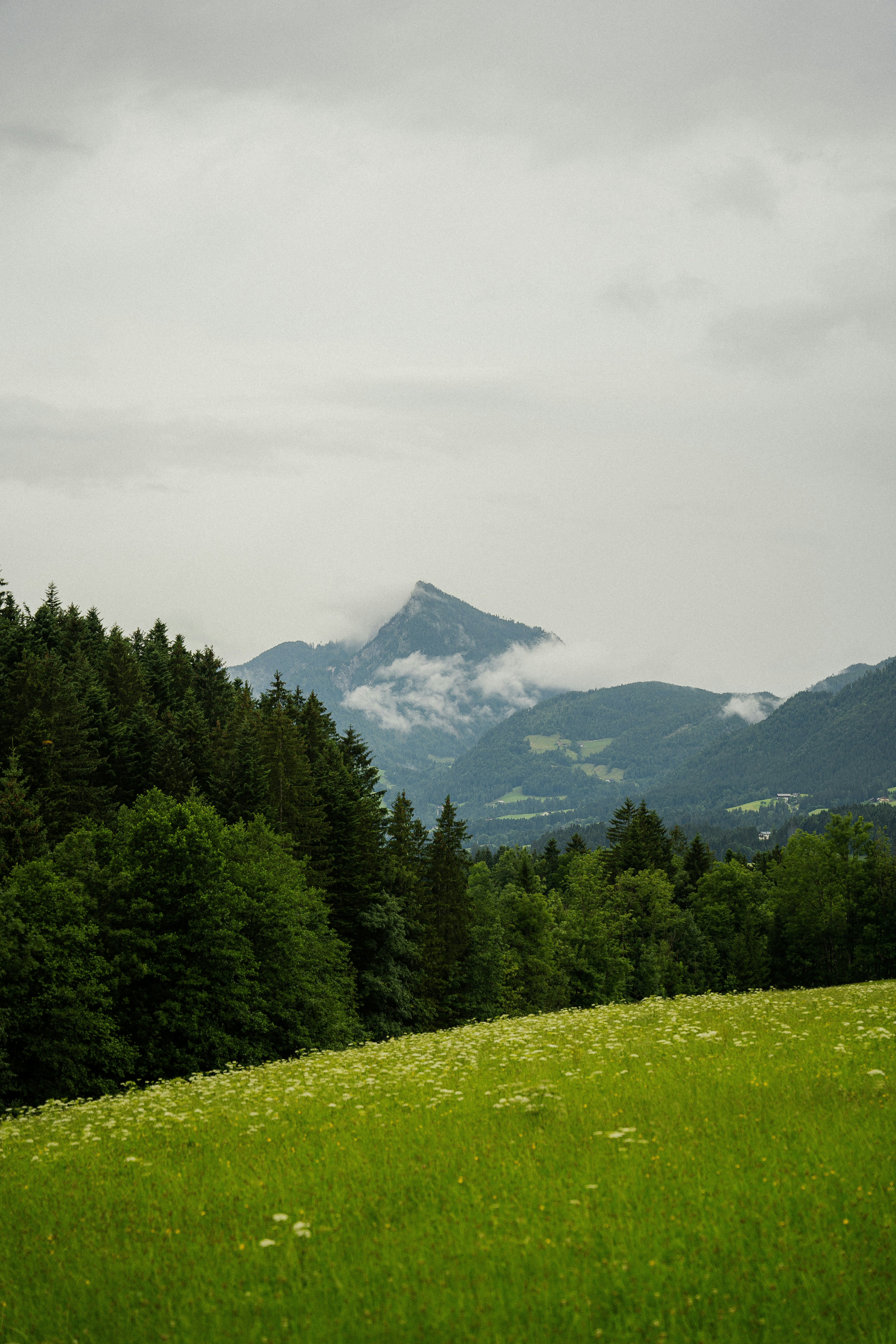 a grassy field with trees and mountains in the background