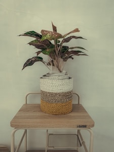 Philodendron Albo