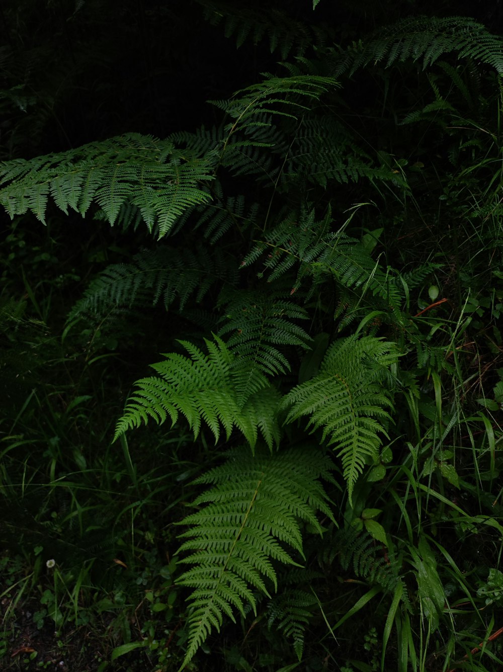 a bunch of green plants that are in the grass