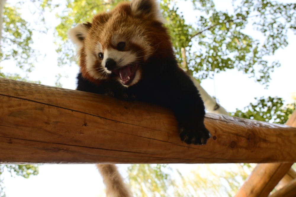 a red panda yawns while sitting on a log