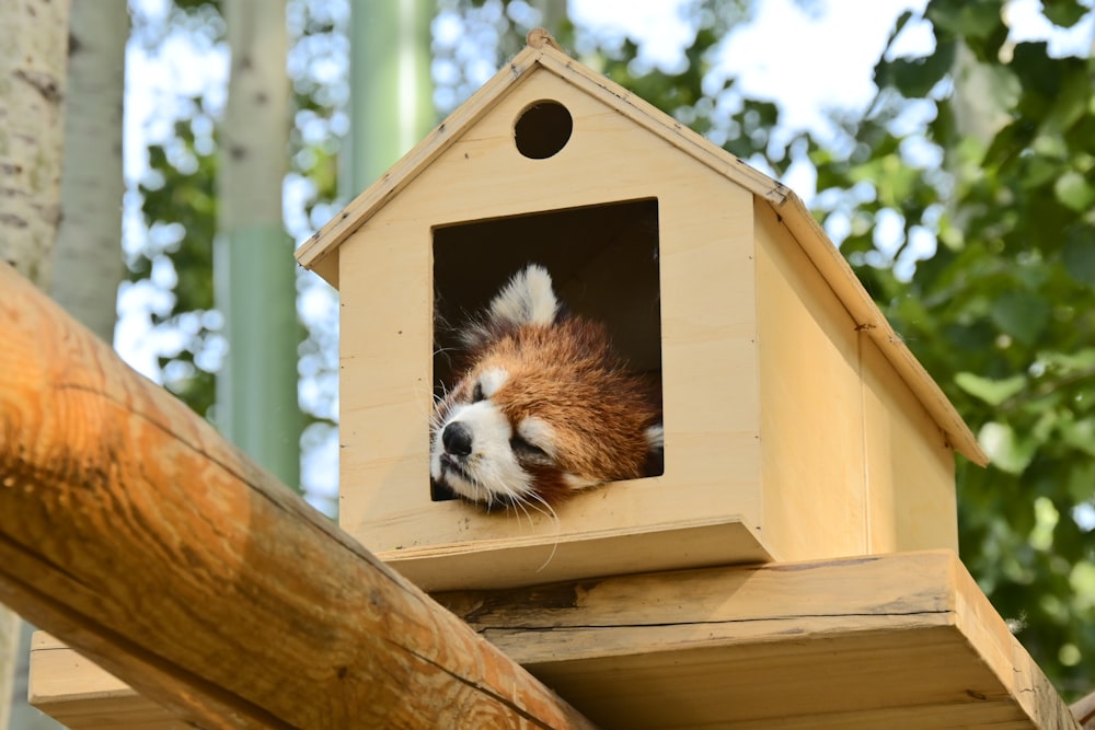 a brown and white dog sticking its head out of a birdhouse