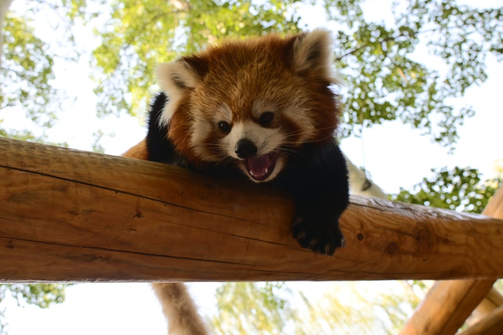 a red panda bear sitting on top of a tree branch