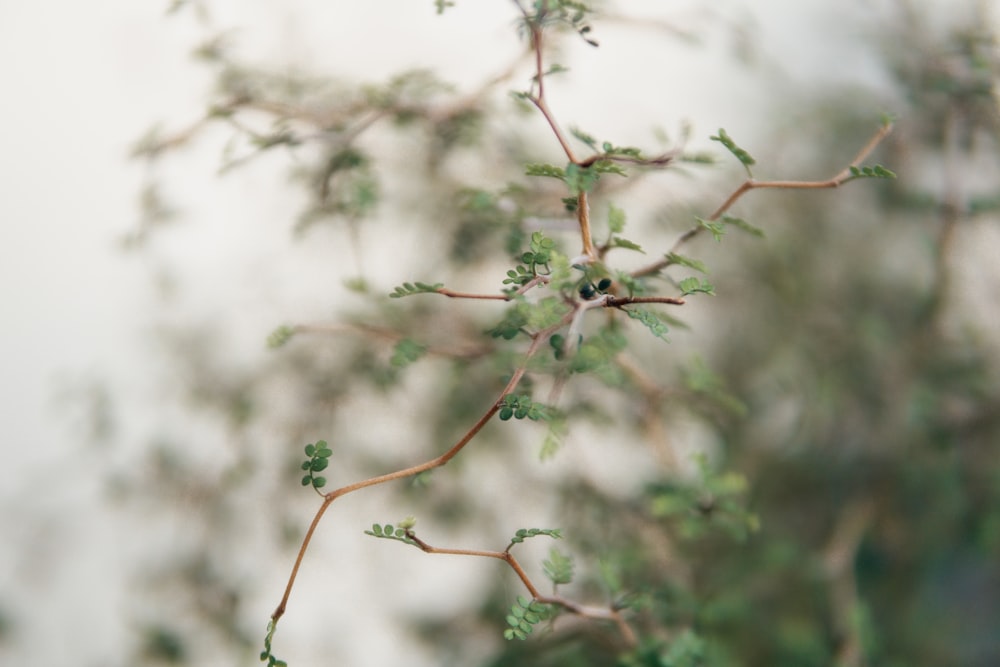 a close up of a tree branch with green leaves