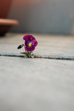 a small purple flower sitting on the ground