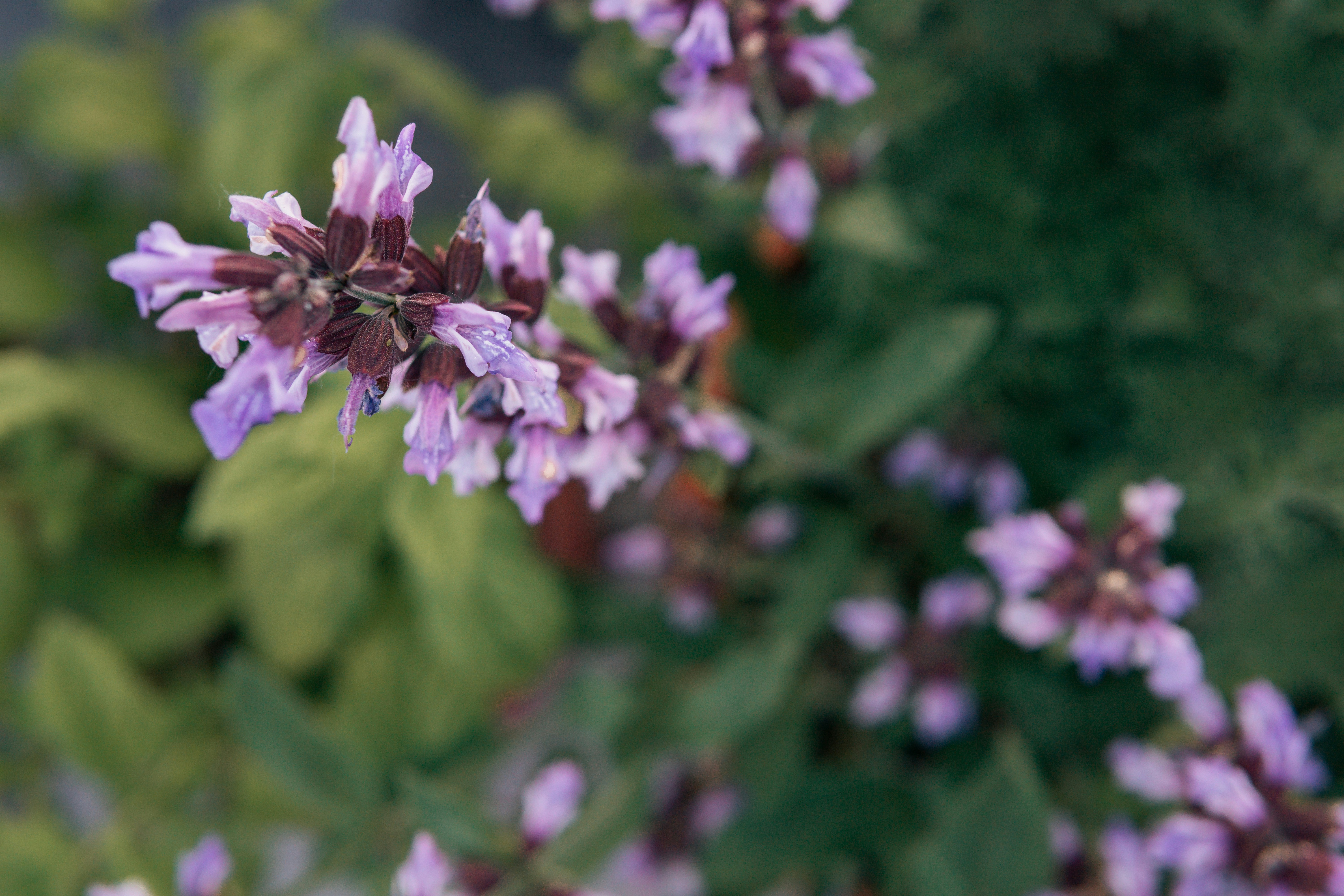 Choose from a curated selection of purple wallpapers for your mobile and desktop screens. Always free on Unsplash.