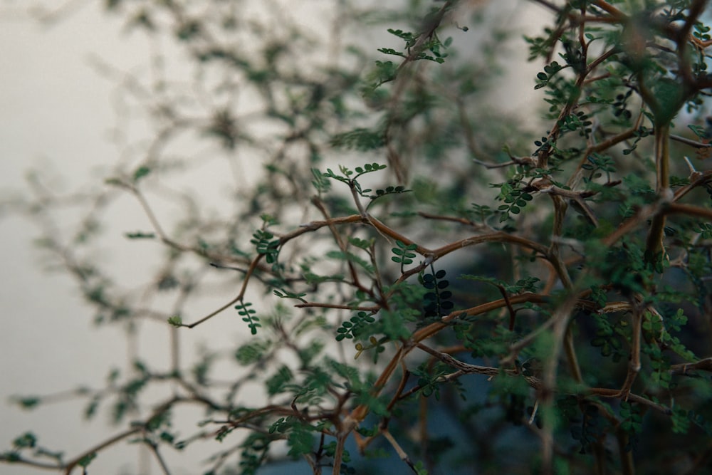 a close up of a tree branch with green leaves